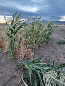 Concha White Corn / Sep 30 2024