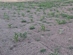 Dryland Hopi Corn 2025