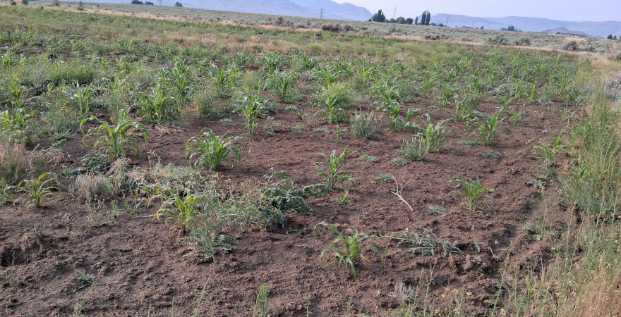 Field 2 / June 23 2025