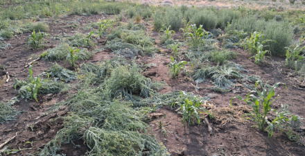 Field 2 / June 23 2025