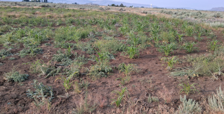 Field 2 / June 23 2025