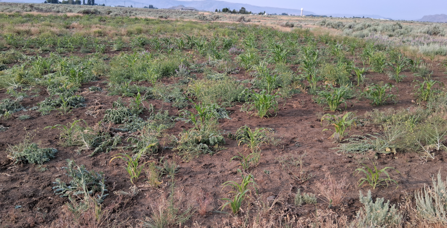 Field 2 / June 23 2025