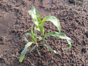 Gaolian Voskovidnyj Sorghum / 2025