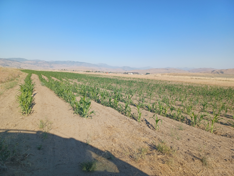 Hopi Blue Corn / 2024