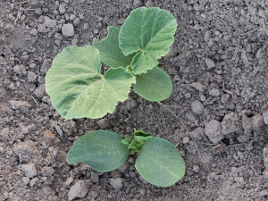 Hopi Grey Squash 2025