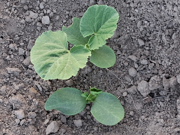 Hopi Grey Squash 2025