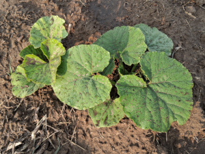 Hopi Grey Squash 2025