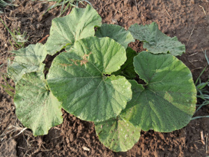 Hopi Grey Squash 2025