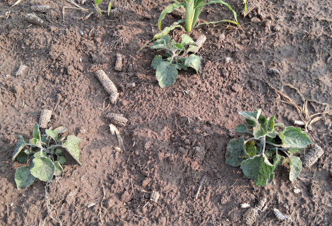 Physalis peruviana Volunteer / 2025