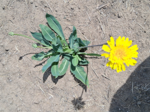 Prairie agoseris / Moisture Indicator