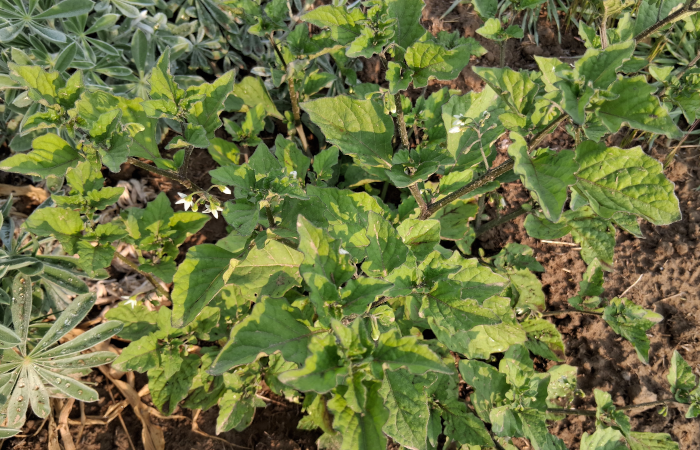 Wonderberry Volunteer / 2025